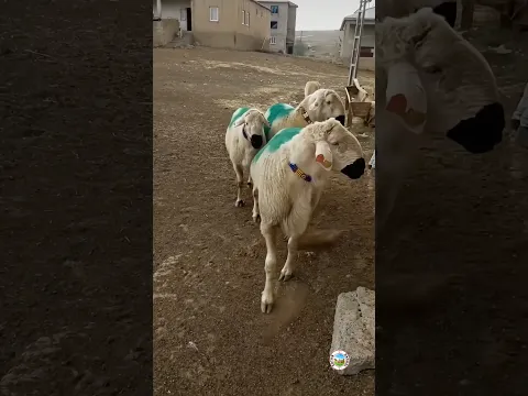Maşallah kalite Kangal koç