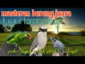 Lagu Masteran burung juara perkici jingjing petulak dan platuk Sampit 🔥