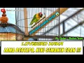 Download Lagu Lovebird Konslet KAKA, Gaya Ngekek-nya Semakin Extreme !!!
