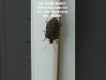 Download Lagu Get rid of Stink Bugs! MP3