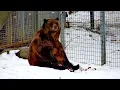 Ozzy the bear takes a big stretch at ZooMontana