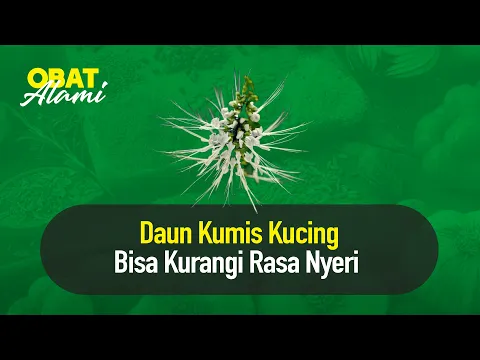 Daun Kumis Kucing Bisa Kurangi Rasa Nyeri | Hidup Sehat