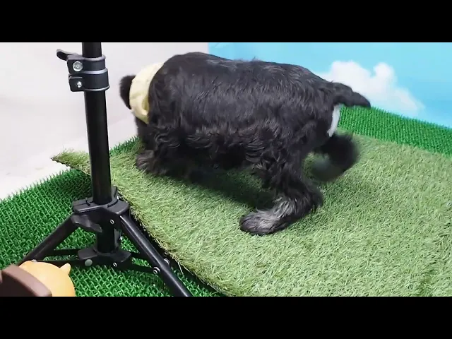 動画