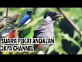 Download Lagu SUARA PIKAT ANDALAN JAYA CHANNEL