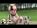 65-Pound Pit Bull Is The Fun Uncle For Tiny Foster Puppies The Dodo Pittie Nation