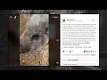 The Logan Paul Pig Situation