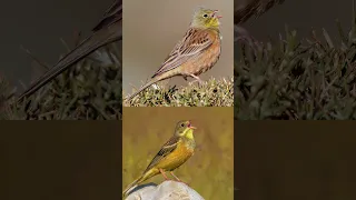 Ortolan Bunting Call صوت درسة الشعير دخن  Ortolan Bunting Call صوت درسة الشعير دخن