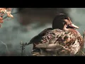 "Awakening Autumn Forest" Beautiful Relaxing Music, Peaceful Instrumental Music by Tim Janis