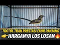 Lagu HARGA LOS LOSAN DI PENGHUJUNG TAHUN ‼️MURAI TROTOL TRAH PRESTASIAN EKOR PANJANG JADI CUMA SEGINI ?