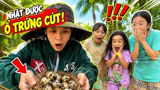 NHẶT ĐƯỢC MỘT Ổ TRỨNG CÚT