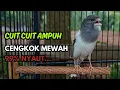 Download Lagu KENARI GACOR  Cuit CUIT BIRAHI SUARA Kenari MASTERAN TERBAIK UNTUK PANCINGAN \u0026 MASTERAN Kenari PAUD MP3