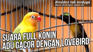 Download Kejadian Seru Dan Menarik Terjadi Om Bro. Konin VS Lovebird MP3