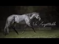 Un Forgettable 2007 Gray AQHA Stallion