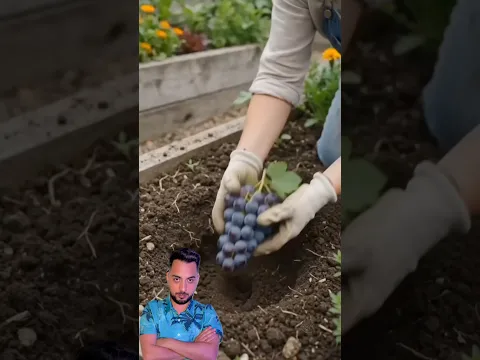 Grow grapes in the garden