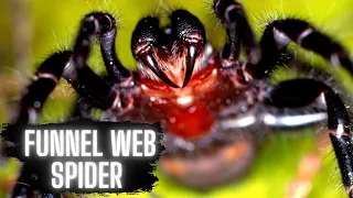 Funnel Web Spiders This is Earth