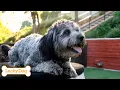 Could A Rescue Dog Cure A Boy s Fear Of Dogs Lucky Dog Double Episode