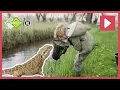 Download Lagu OP ZOEK NAAR NIEUWE HUISDIEREN! 🪲🪱 | Beestenbrigade Missie | NPO Zappelin