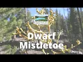 Learn About Interactions Dwarf Mistletoe