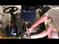 Cub Cadet LT1050 Starter Replacement