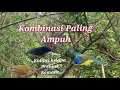 Download Lagu Suara Pikat Kolibri Kelapa Ribut Kombinasi Prenjak Kemade Dijamin Ampuh