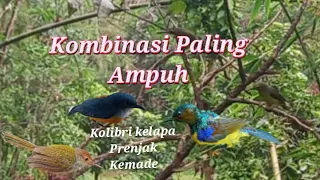 suara pikat kolibri kelapa ribut kombinasi prenjak kemade dijamin ampuh