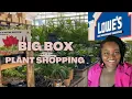 BIG BOX PLANT SHOPPING AT LOWES houseplants for spring time