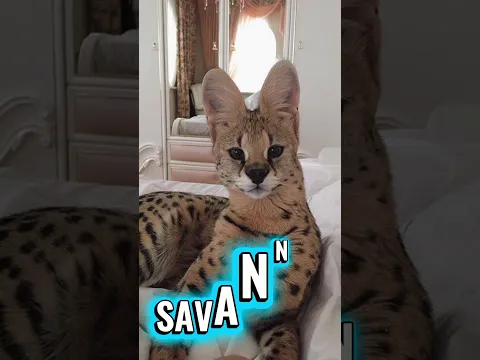 Koti Takar Biral! (World’s Most Expensive Cats )😱 💰