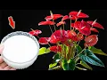 Download Lagu Pour 1 Cup At The Root! Thousands Of Flowers Bloom All Year Long!