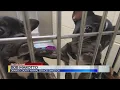 Dogs up for adoption soon after 60 seized in Orange County
