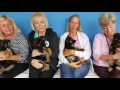 Westside German Shepherd Rescue