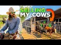 How Much Do My Cows Sell For Rodeo Time 393