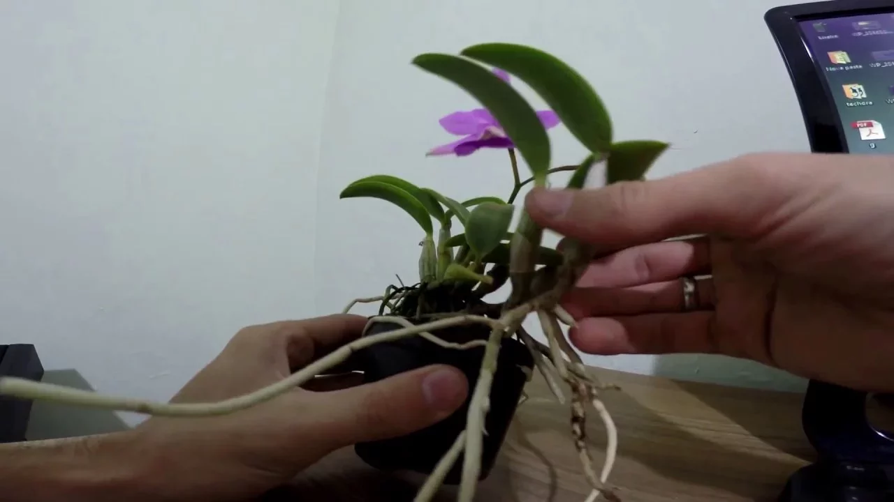 COMO FAZER MUDA DA ORQUIDEA CATTLEYA WALKIRIANA