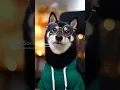 Lagu Shiba Inu software developer ! ✨ #dogshorts #shiba #shibainu #doglife #dogmoments #funnydog #doggie