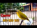 Download Lagu Pleci Nembak Cerrr Wit Wit Wit