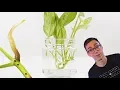 How To Propagate Pothos Cuttings 2 BEST Methods