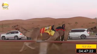 الشوط    الحذره  ل  خليفه مطر محمد الشامسي   شارة الإتحاد            أبوسمرة لقايا دندنها