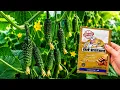 I Fed My Cucumber Plants This Simple Mixture in August Here s What Happened
