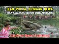 Ngeri !! Ikan Purba Jelmaan Dewa' Tak ada Yang Berani Mengambilnya Karena Taruhannya Nyawa