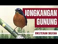 Download Lagu Masteran Jongkangan Gunung Gacor Full Isian