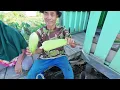 Download Lagu HASIL PANEN DARI PERMUKIMAN TRANSMIGRASI KALIMANTAN