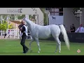 Lagu N.307 HERCHANTS VO - The 8th International AHC Show 2025 - Mares 4-6 Years Old - Section A