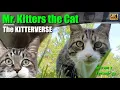 Download Lagu Mr. Kitters the Cat presents The Kitterverse! in Sushi Tube! 📣🐈 Season 2 Episode 43