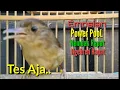 Download Lagu Burung Flamboyan Gacor Ngebren Rapat Nyerecet Cocok buat Pancingan