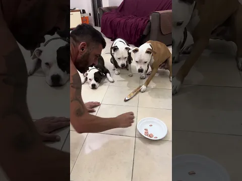 Ci vuole abilità nel gioco 🐾🎯 #dogs #dog #dogvideos