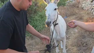 حمار يحتاج مساعده سنعالجه ونعرضه للتبني مع جمال العمواسي 