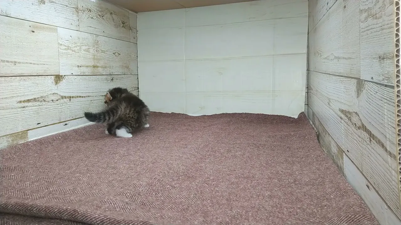 動画