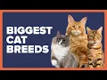 8 Biggest Cat Breeds