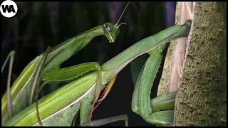 Download A Male Mantis Didn't Want to Die After Mating and That's What He Did MP3