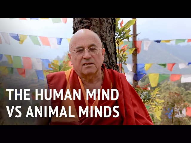 The Human Mind vs Animal Minds | Matthieu Ricard