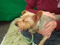 A5069349 Dallas Miniature